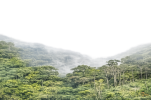 surinam rainforrest