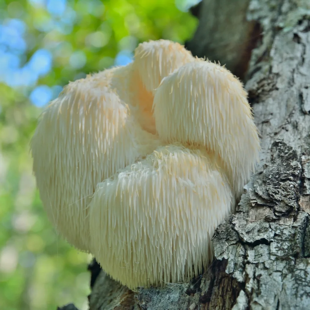 Lion’s Mane